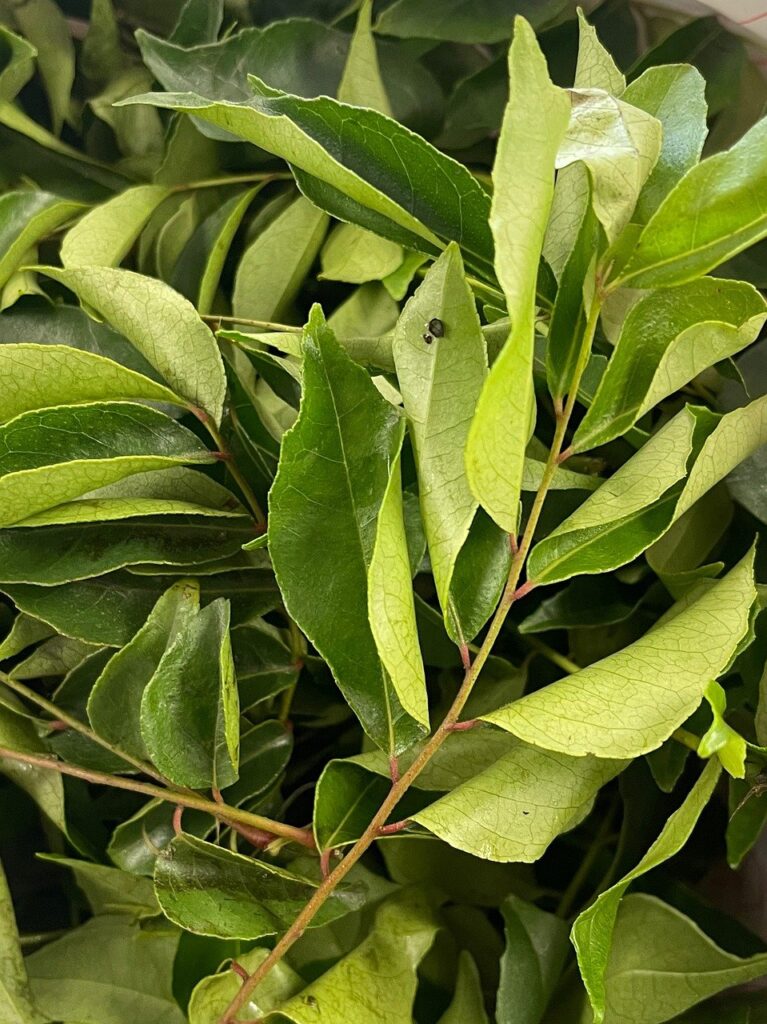  Curry leaves